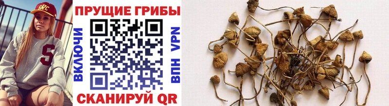 Псилоцибиновые грибы Cubensis  Верея 